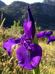 Iris latifolia