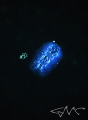 Pyrosoma