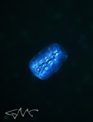 Pyrosoma