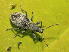 Phyllobius claviger