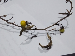 Solanum elaeagnifolium