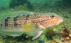 Pseudopercis semifasciata