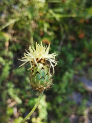 Centaurea dichroantha