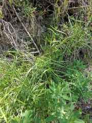 Centaurea dichroantha