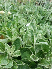 Eriogonum latifolium