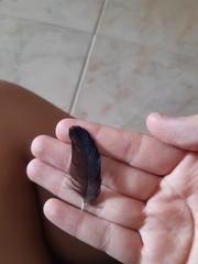 Pica pica
