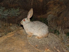 Smith's Red Rock Hare photo 2