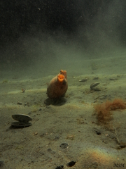 Paramolgula gregaria