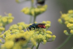 Chrysis scutellaris
