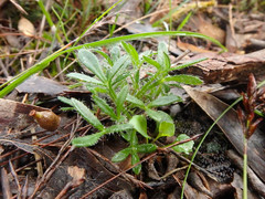 Xanthosia huegelii