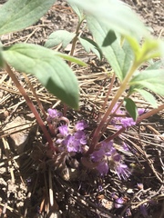 Hydrophyllum alpestre