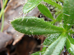 Xanthosia huegelii
