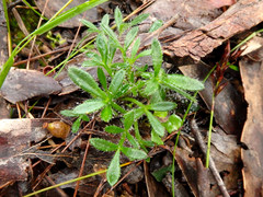 Xanthosia huegelii