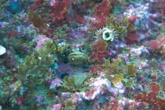 Brachiopoda