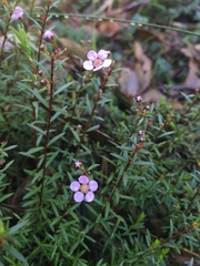 Euryomyrtus ramosissima ramosissima