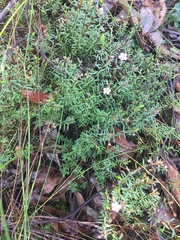 Euryomyrtus ramosissima ramosissima