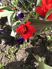 Tulipa greigii