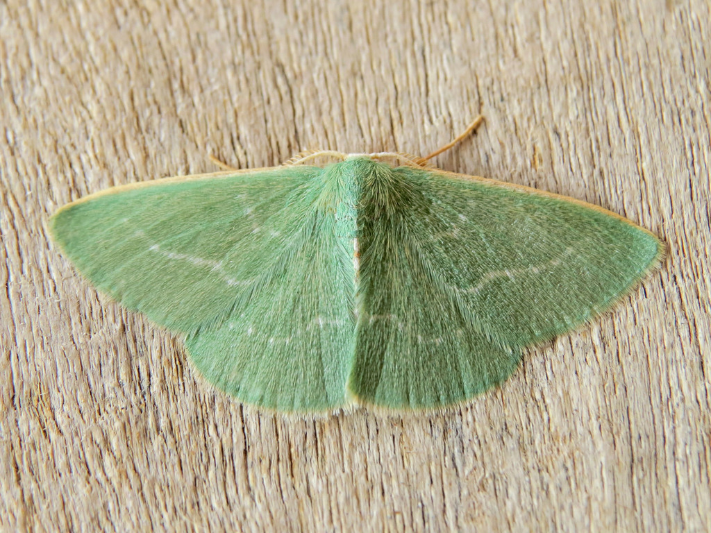 Xenochlorodes