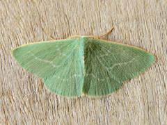 Xenochlorodes olympiaria