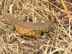 Sceloporus subniger