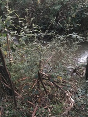 Pomaderris vacciniifolia