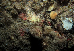 Brachiopoda