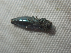 Agrilus suvorovi