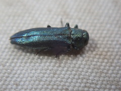 Agrilus suvorovi