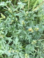 Ranunculus polyanthemos