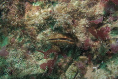 Brachiopoda