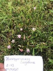 Convolvulus arvensis