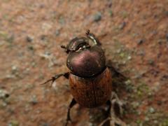 Onthophagus coenobita