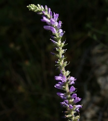 Campanula spicata