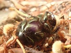 Onthophagus coenobita