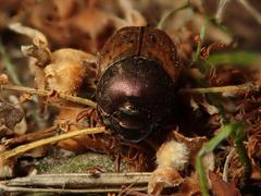 Onthophagus coenobita