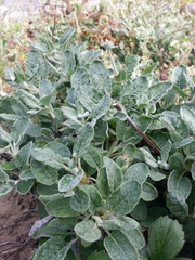 Eriogonum latifolium