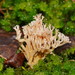 Ramaria filicicola - Photo (c) Reiner Richter, some rights reserved (CC BY-NC-SA), uploaded by Reiner Richter