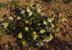 Anthemis