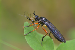 Dioctria oelandica