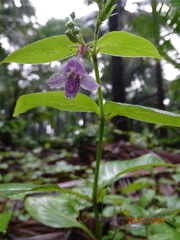 Asystasia dalzelliana