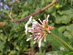 Rauvolfia serpentina