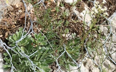 Saxifraga hostii