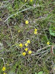 Ranunculus reptans