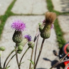 Cirsium arvense