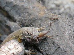 Sceloporus subniger