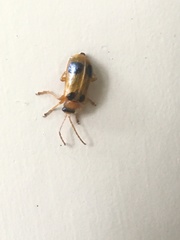 Phyllobrotica quadrimaculata