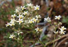 Saxifraga hostii