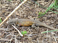 Sceloporus subniger