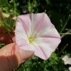 Convolvulus arvensis