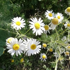 Tripleurospermum inodorum